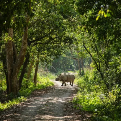 Chitwan National Park